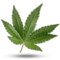 Logo Lord of CBD